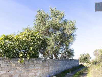 L'albero di ulivo pi� vecchio della strada 